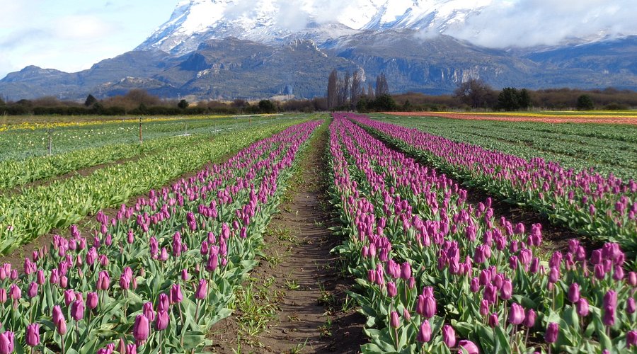 Trevelin Tulipanes