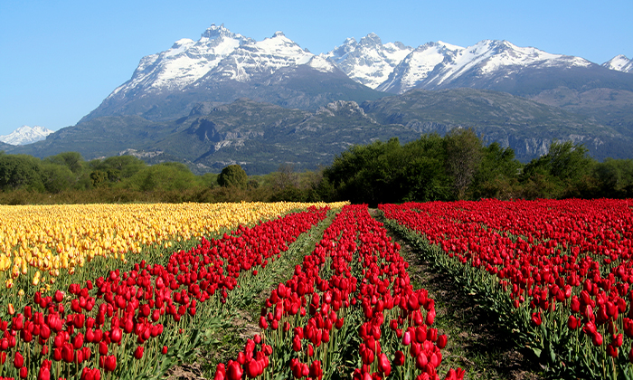 Trevelin Tulipanes